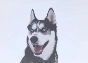 So you’re thinking of getting a Siberian Husky