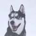 So you’re thinking of getting a Siberian Husky