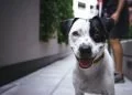 How To Read Your Dog’s Body Language