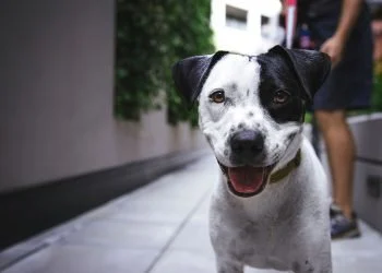 How To Read Your Dog’s Body Language