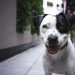 How To Read Your Dog’s Body Language