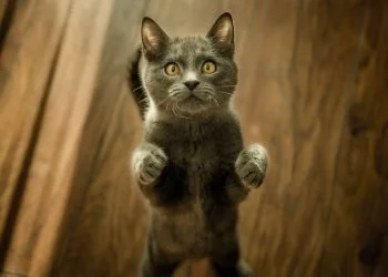 Common mistakes of first-time dog & cat owners