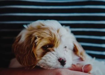 25 ways you know your dog loves you more than you think