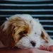 25 ways you know your dog loves you more than you think