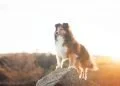Vaccines and pesticides cause chronic illnesses in pets, too