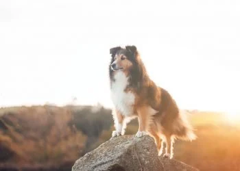 Vaccines and pesticides cause chronic illnesses in pets, too