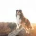 Vaccines and pesticides cause chronic illnesses in pets, too