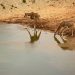 Half-Sized Giraffes Catch Attention of Scientists