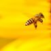 Skull cults, Parkinson’s proteins in the gut, and bee-killing pesticides