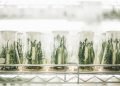 Releasing plant volatiles, as simple as ABC