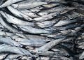 Magical fish basically has the power to conjure its own Patronus
