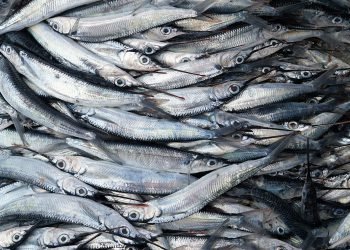 Magical fish basically has the power to conjure its own Patronus