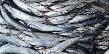 Magical fish basically has the power to conjure its own Patronus