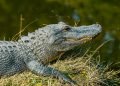 Extinction that killed the dinosaurs may have led to frog explosion