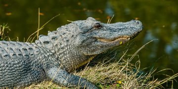 Extinction that killed the dinosaurs may have led to frog explosion