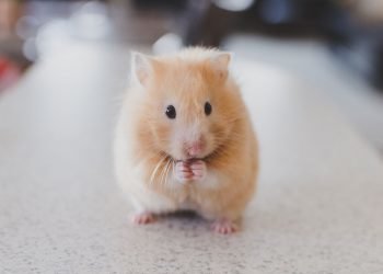 Mice shed weight when they can’t smell—but not because they stop eating