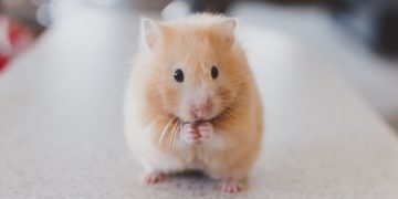 Mice shed weight when they can’t smell—but not because they stop eating