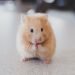 Mice shed weight when they can’t smell—but not because they stop eating