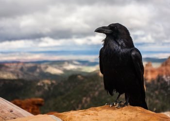 Ravens remember people who suckered them into an unfair deal