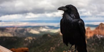 Ravens remember people who suckered them into an unfair deal