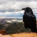 Ravens remember people who suckered them into an unfair deal