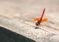 The blue wings of this dragonfly may be surprisingly alive