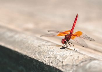 The blue wings of this dragonfly may be surprisingly alive