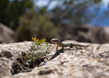 Gecko-inspired robot grippers could grab hold of space junk