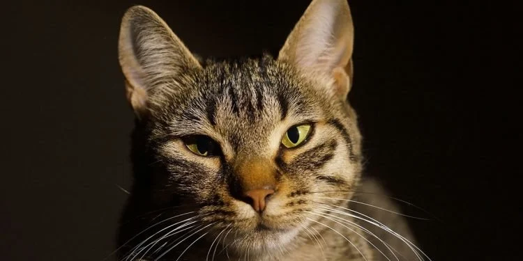 This Lovely Cats & Dogs Gallery Will Brighten Your Day