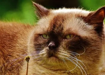 People Are Going Nuts Over This “Ugly Cat” After Her Owner Shared Hilariously Warped Pics