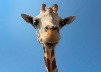This Is The Only Camel Selfie You Ever Need To See