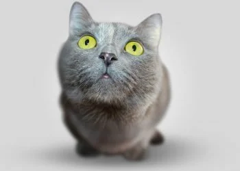 10 Funny Cat Pictures That Will Made Your Day