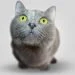 10 Funny Cat Pictures That Will Made Your Day