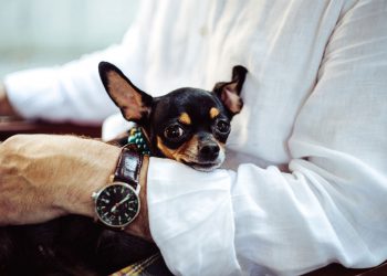 Ellen DeGeneres Wearing Vacheron Tour de I’Ile In Cars Getting Coffee