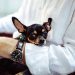 Ellen DeGeneres Wearing Vacheron Tour de I’Ile In Cars Getting Coffee